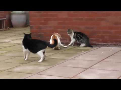 Video: Aggressione Tra Gatti