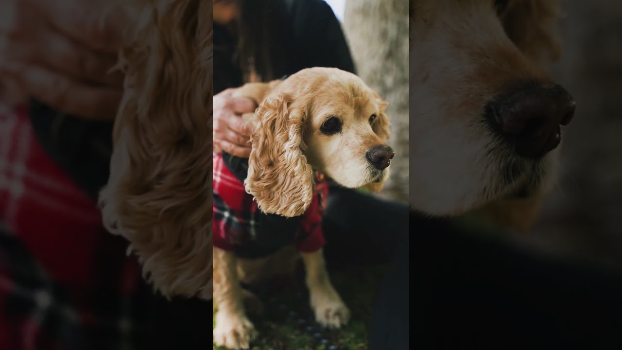 🐶 Soulful Bond with Pets ❤️ | Chill R&B Ukulele Flow 