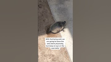 Person finds a turtle digging a hole to lay eggs outside boyfriends new apartment, Part 2!