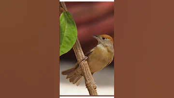 صوت عصفور التين Blackcap Sound افضل Bird اقوى Nature صيد Blackcap Hunting Special 