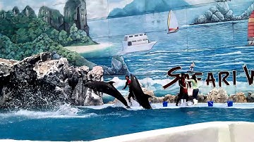 XEM  BIỂU DIỄN CÁ HEO TẠI VƯỜN THÚ SAFARI WORLD TẠI THÁI LAN1