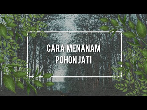 Video: Jati - Pohon Kebijaksanaan