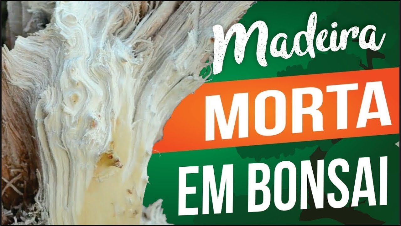 MADEIRA MORTA NO BONSAI E SEUS CUIDADOS - DIA A DIA NO VIVEIRO