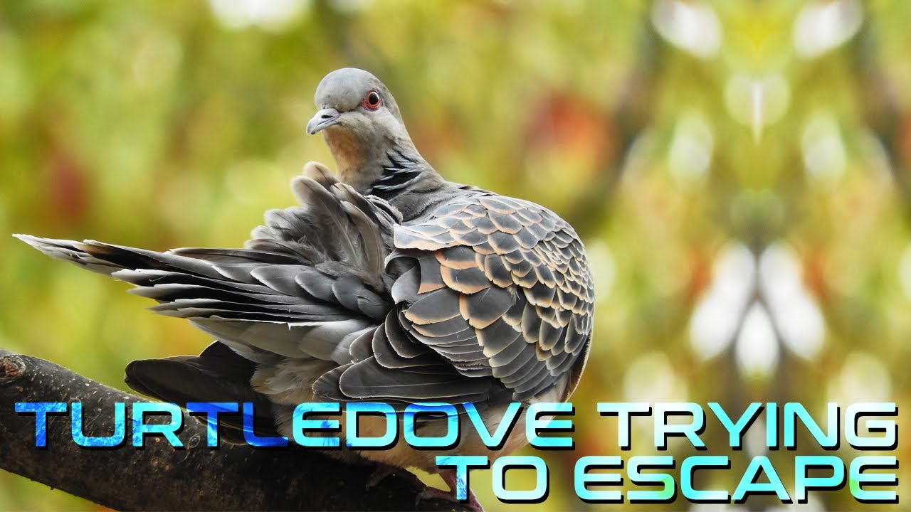 Turtle Dove Bird Trying To Escape From Cage
