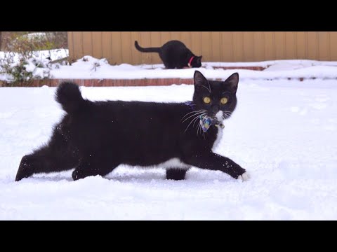 大雪が降った庭へ猫達を解き放ってみると。。