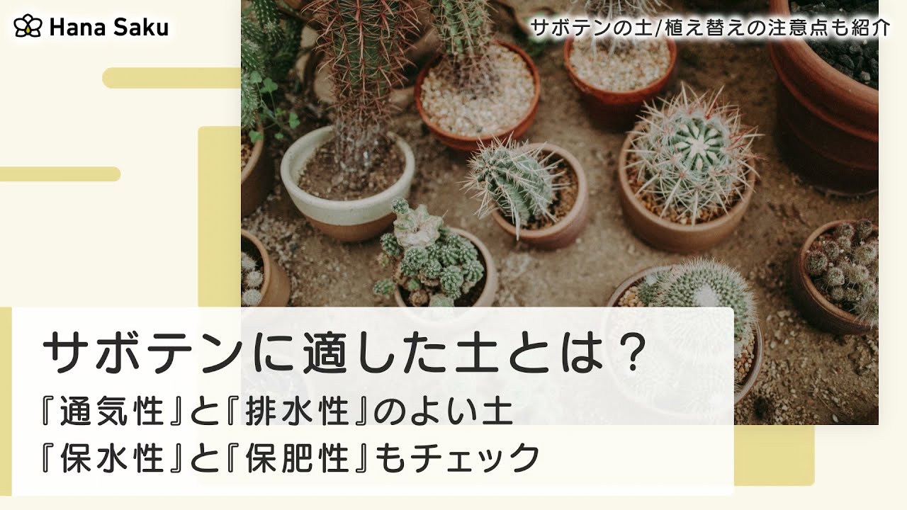 サボテンが元気に育つ土を準備しよう 植え替えの注意点も紹介 Hanasaku