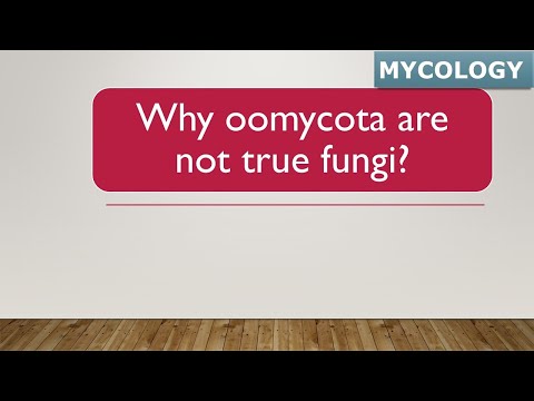 ஏன் Oomycota உண்மையான பூஞ்சை இல்லை? │ஏழு ராஜ்ய வகைப்பாட்டில் பூஞ்சைகள்
