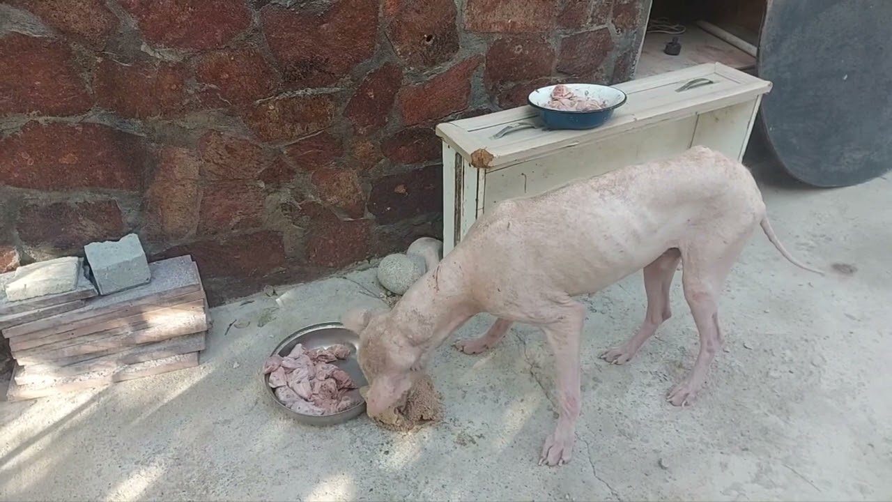 Саркоптоз. Прошла неделя. Лунтик. У Тигрика глаз зажил.