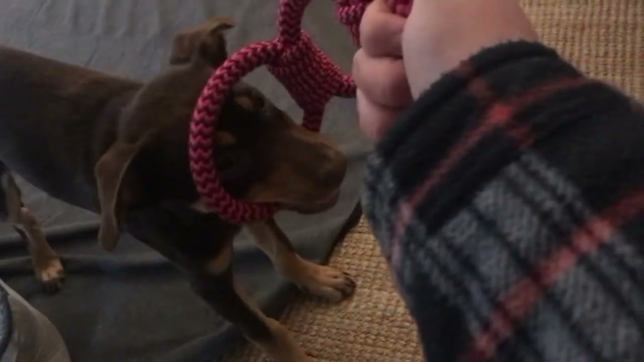 Rope war with Rio my 4 month old red cloud kelpie.