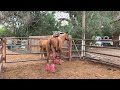 Sedona Arabian horse necking