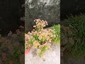 popular for its vibrant flowers and ability to thrive in containers #shorts #video #trending