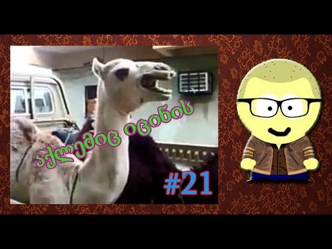 აქლემიც იცინის \"პრიკოლები\" (ShotaVlogger)