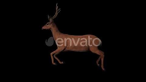 4K Deer Run | Motion Graphics - Envato elements