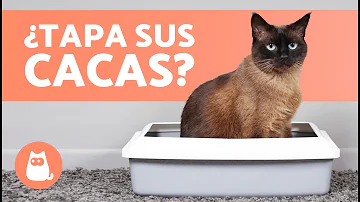 ¿Cómo saben los gatos que deben enterrar sus cacas?