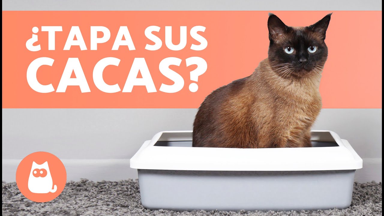 Como hacer que mi gato adelgace