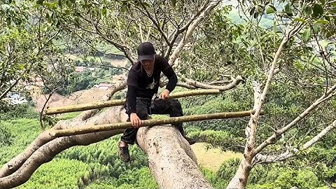 Building a House on a 90-Meter Tree – Is It Even Safe