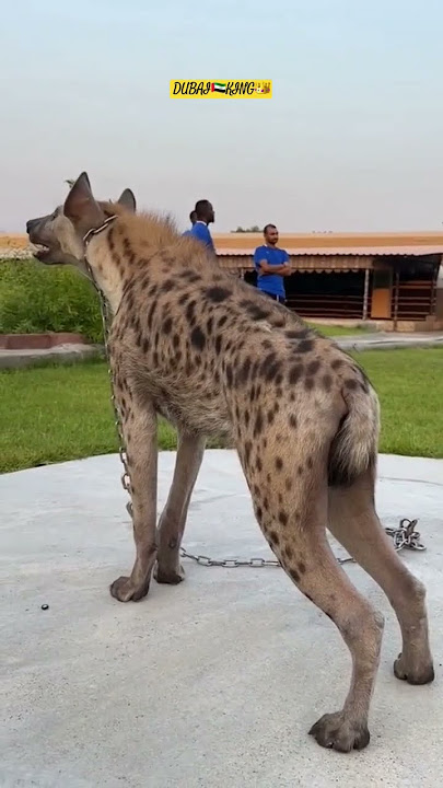 Nice Hyena. DUBAI🇦🇪KING👑 #lionking #hyena