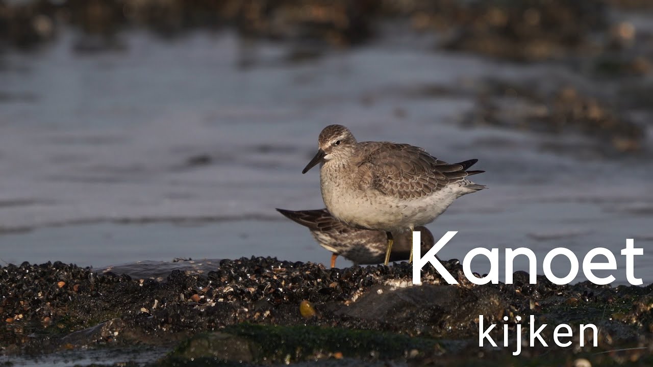 Kanoet kijken / Observing a Knot 