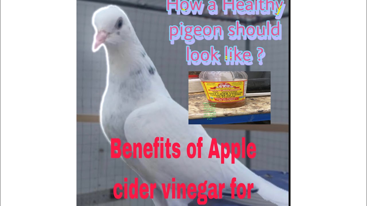 Benefits of apple cider vinegar for our pigeons YouTube