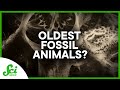 Early Animal Fossils and Visual Memory