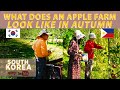 MY KOREAN IN-LAWS APPLE FARM 🇰🇷🇵🇭 GAANO SILA KAYAMAN???