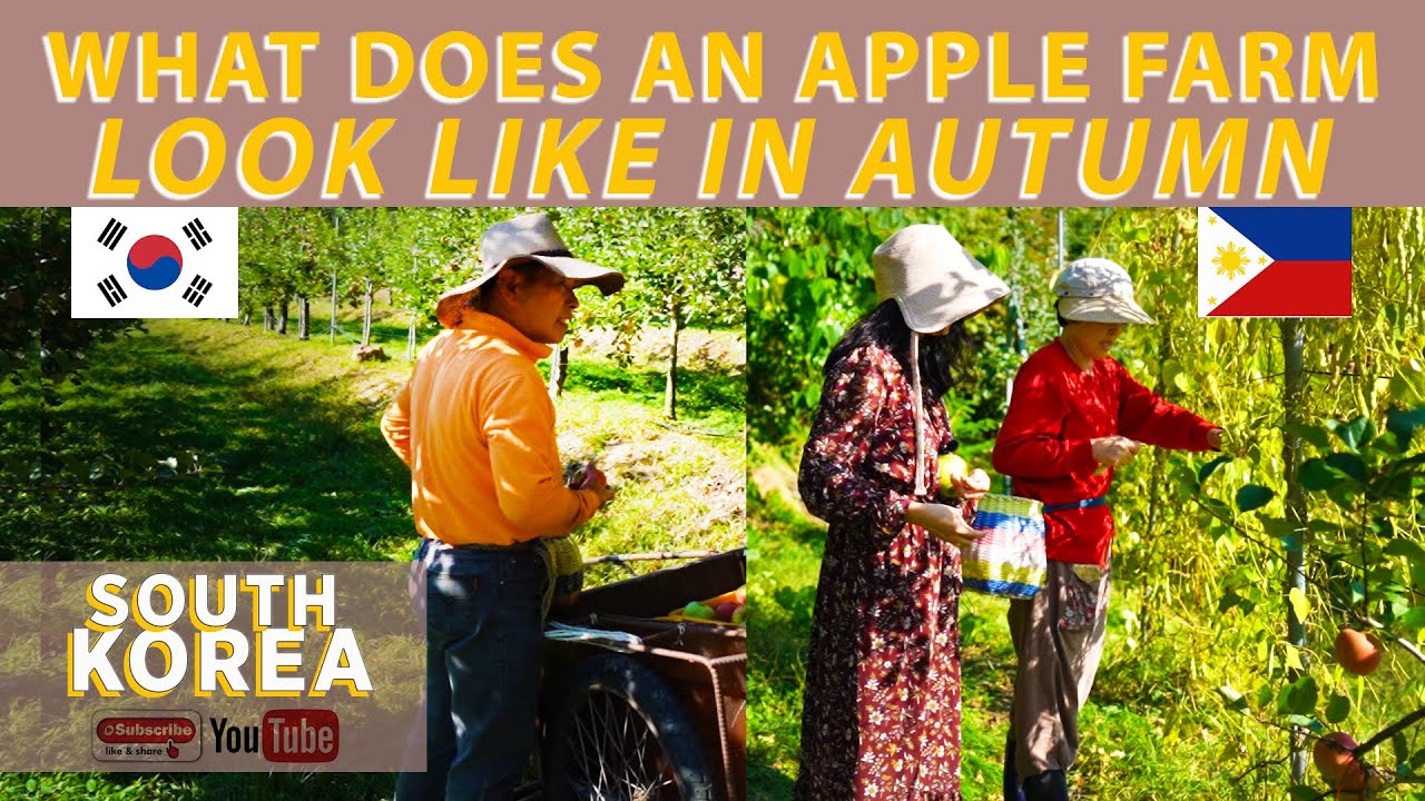 MY KOREAN IN-LAWS APPLE FARM 🇰🇷🇵🇭 GAANO SILA KAYAMAN???