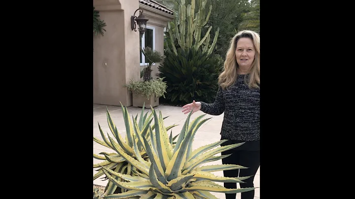 Jeanne Meadow's Succulent Garden, Tips & Tour Part...