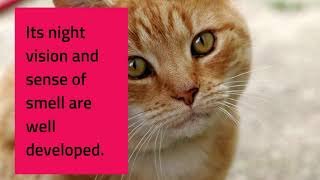 Cats Video Made With Invideo