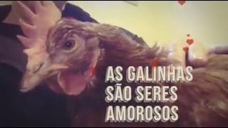 Uma galinha ou uma gatinha? - vídeo da Mercy for Animals Brasil