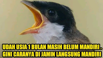 cara mudah melatih cendet anakan mandiri