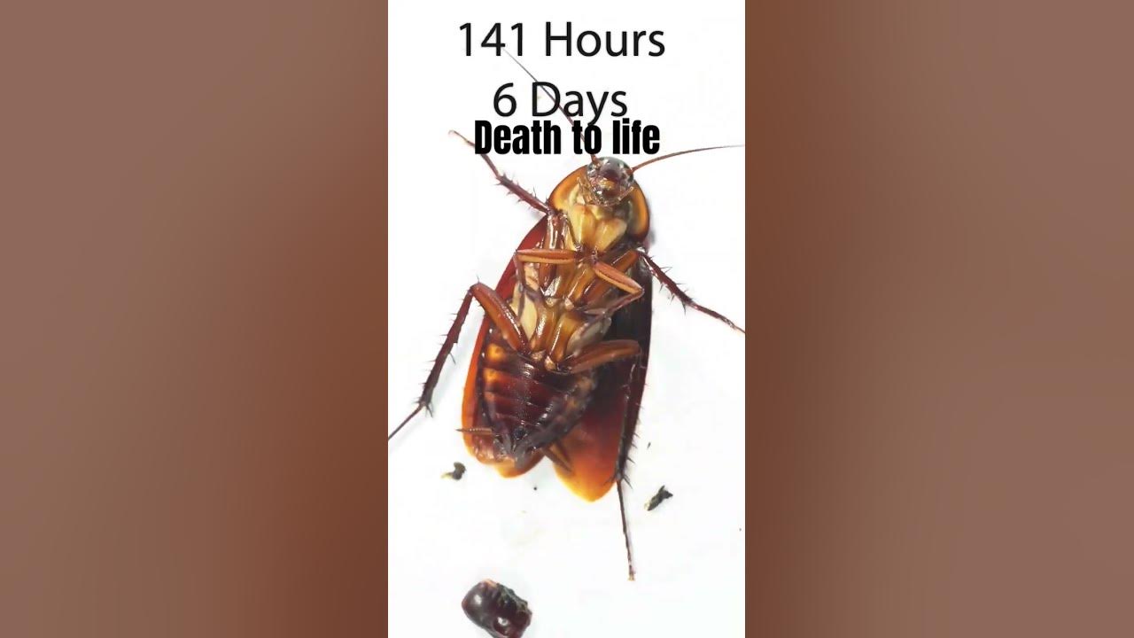 how-many-days-can-a-cockroach-survive-without-food-and-water