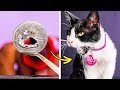 Awesome Pet Accessories You Can Make From Coins