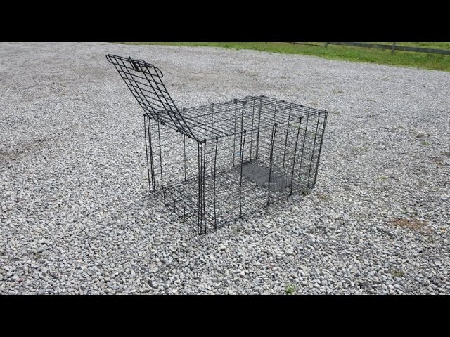 DIY Live Trap from Dog Kennel 