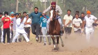 📍KUTHA KHERI (Rajpura) || Bareback Horse Racing || 25 May’24🐎🐎