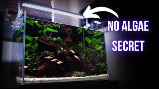 Best kept LOW MAINTENANCE aquarium secret (2% LED BRIGHTNESS) | EP4 NO SOIL AQUARIUM