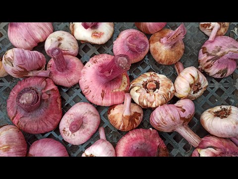 Wanneer gladiolen opgraven en hoe gladiolenbollen klaar te maken voor winterstalling?