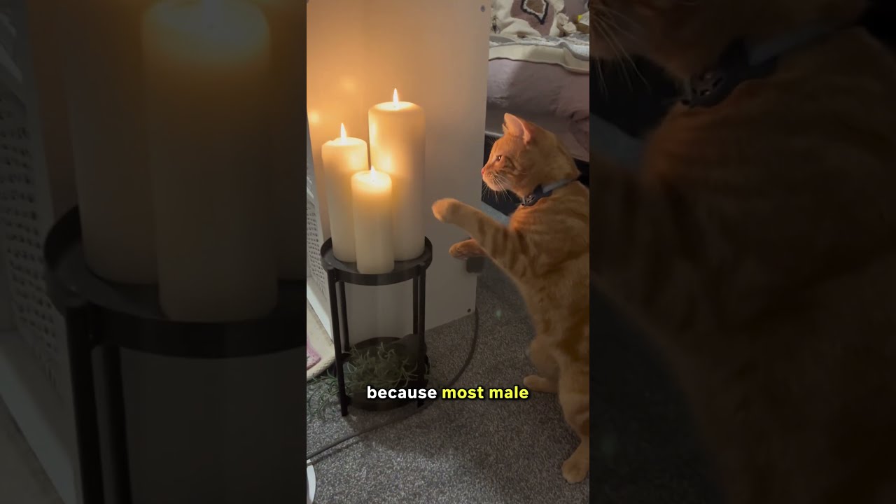  Four Things You Didn T Know About Orange Cats