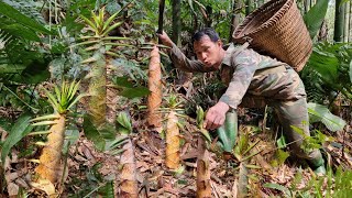 Go into the forest to find giant bamboo shoots to prepare Vietnamese specialties