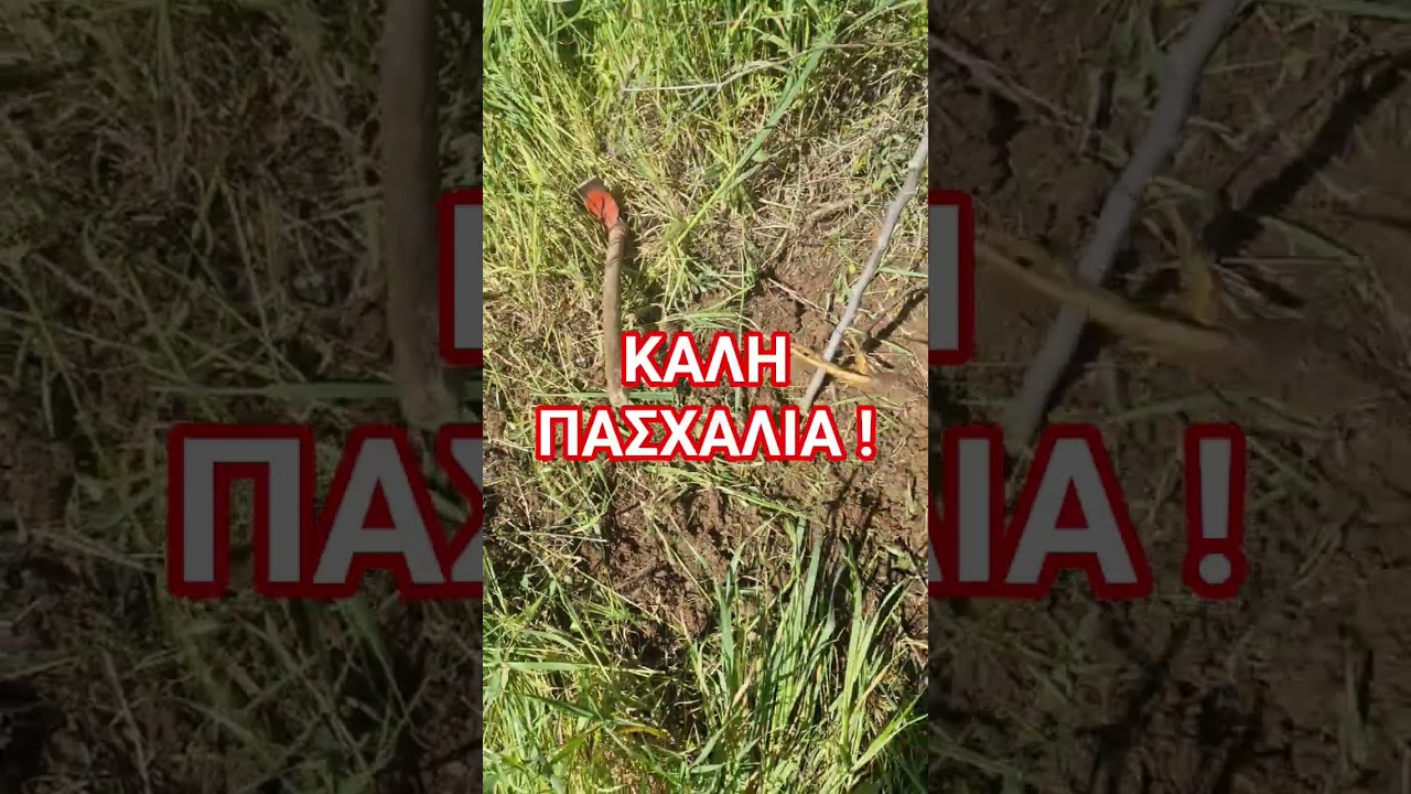 ΔΊΠΛΑ ΣΤΑ ΔΕΝΤΡΑ ΤΟΥ ΑΓΙΟΥ ΠΑΙΣΙΟΥ!