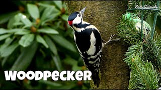 Beautiful Birds: Woodpecker Pecking on a Tree | Woodpecker Bird Ultra HD | Solo Animals screenshot 5