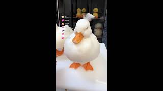 🦆 LIVE | Call Ducks Live Cam | Cute Animal Stream 2026-10-21 08:46:23 screenshot 4