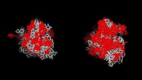 High-Resolution Structure of the Eukaryotic 80S Ribosome: Supplemental Video 1