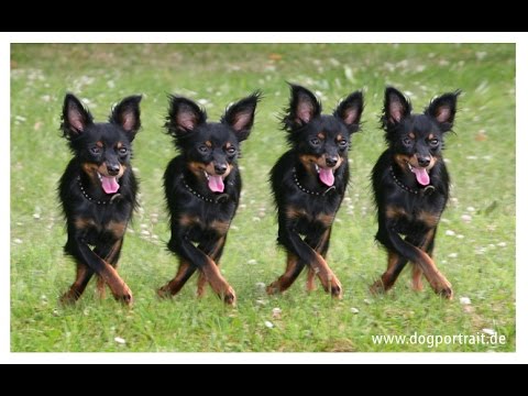 Андрей Усачёв - Собачий Вальс