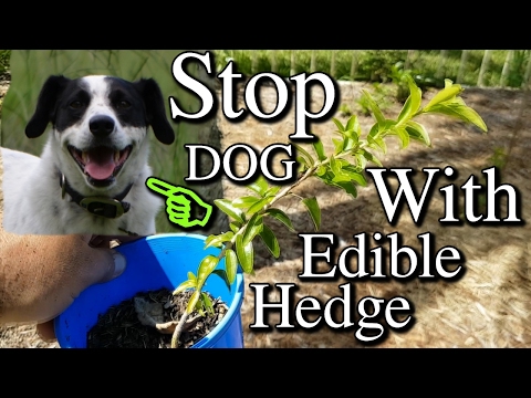 Growing Kei Apples as Edible Hedge to Stop Dog