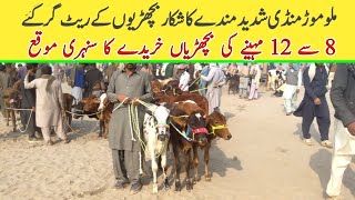 Today Cow Babies Fresh Rates Update | Jersey Fresian Heifers Price In Mandi | Malomor Mandi  2024