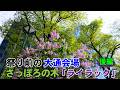 🪻【後編】「さっぽろライラックまつり」前に開花状況を見てみた【札幌大通公園】【札幌ぶらり散歩】【2026春】