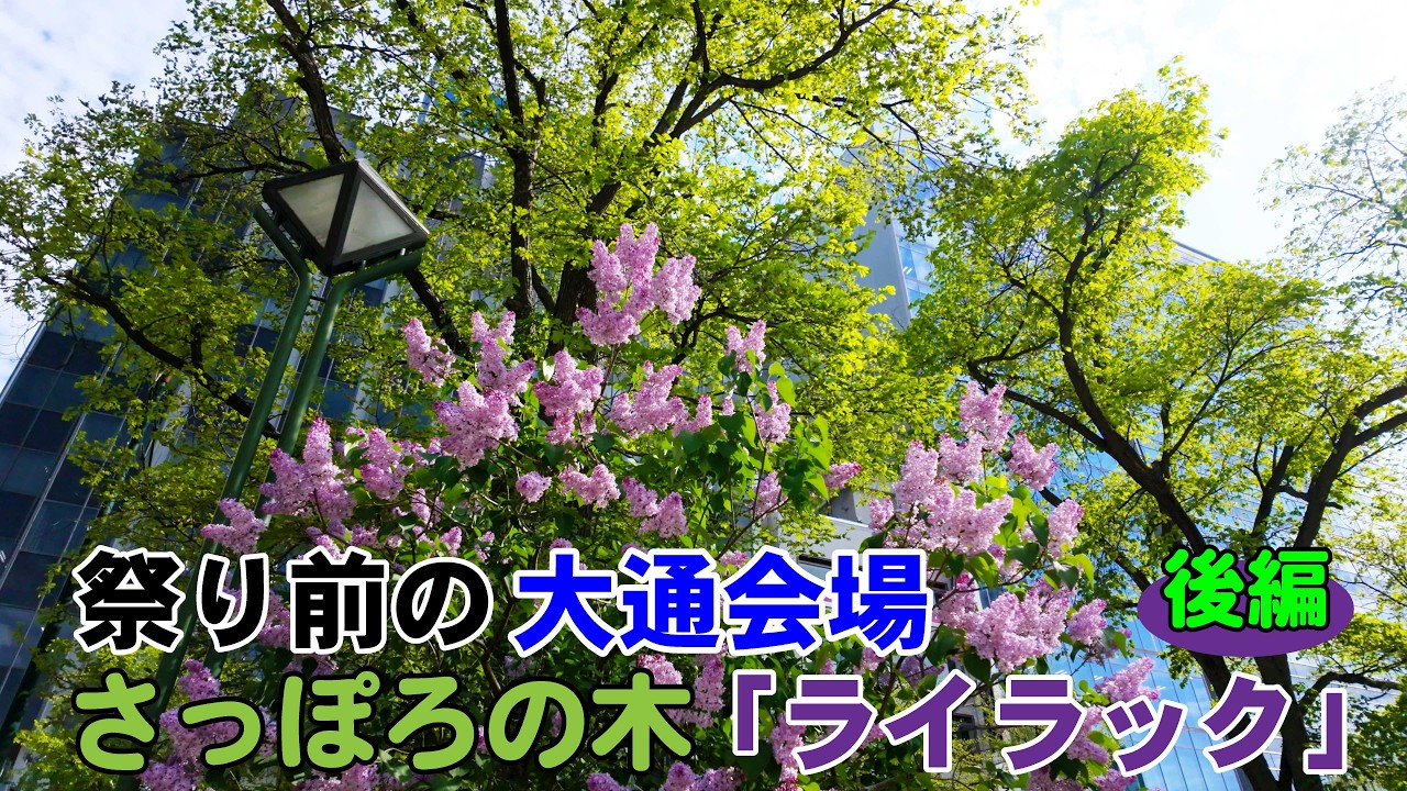 🪻【後編】「さっぽろライラックまつり」前に開花状況を見てみた【札幌大通公園】【札幌ぶらり散歩】【2026春】