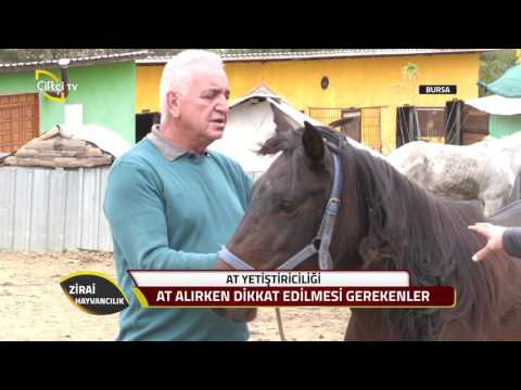 Video: Bir At Nasıl Seçilir