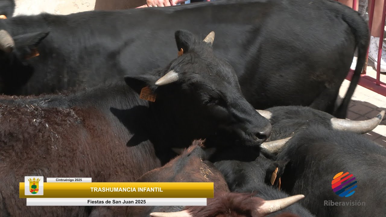 Trashumancia Infantil Cintruénigo 2025