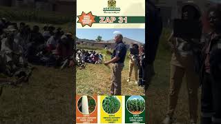 Rurebvu Rwechibage maize Silk